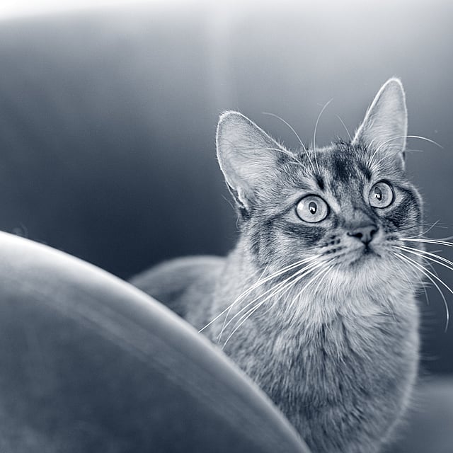 Un gato mirando a la cámara.