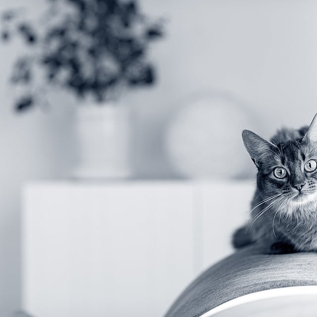 Un gato sentado en un sofá.