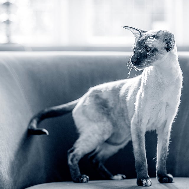 Un gato de pie en un sofá.
