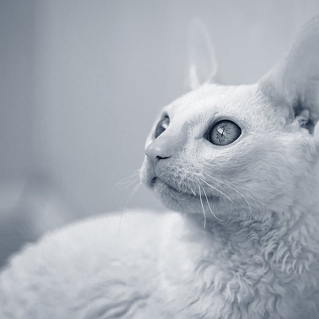Un gato mirando hacia arriba.