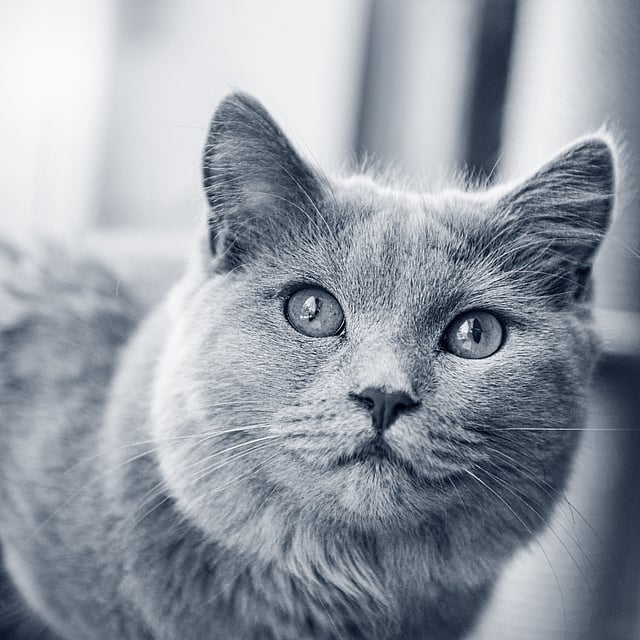Un gato mirando a la cámara.
