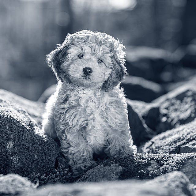 Un perro sentado en las rocas.