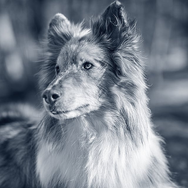 Un perro mirando a la cámara.
