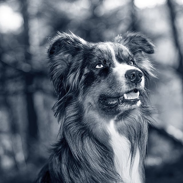 Un perro mirando en el aire.