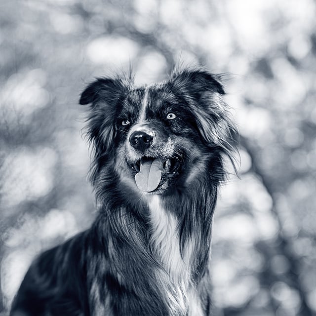 Un perro con la lengua fuera.