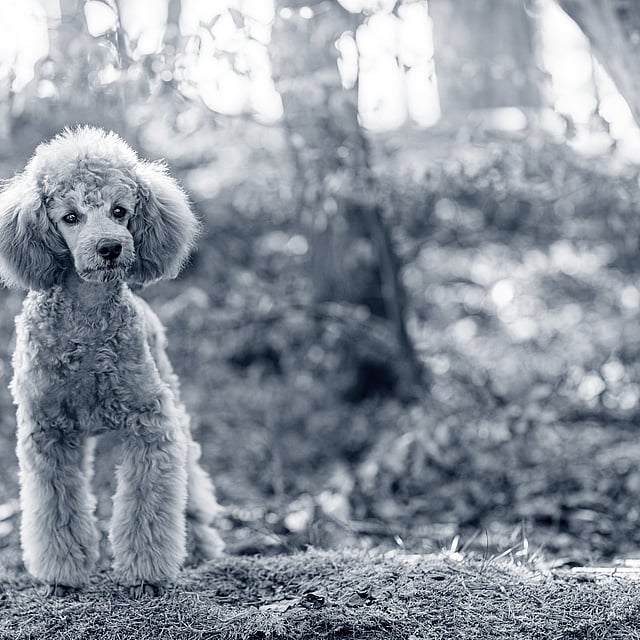 Un perro parado en el bosque.