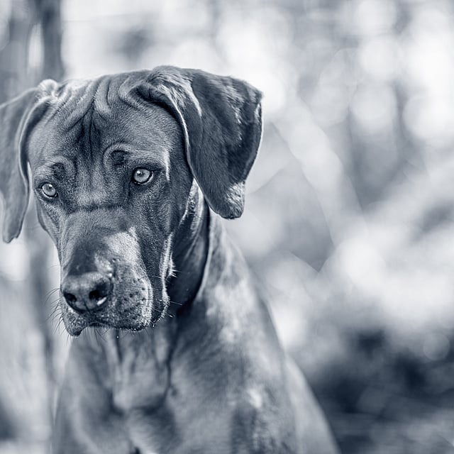 Un perro mirando a la cámara.