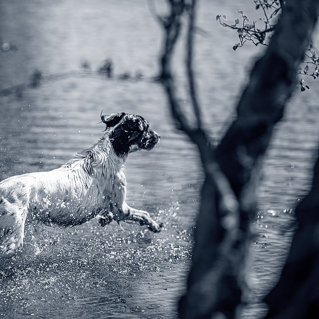 Un perro corriendo en el agua.