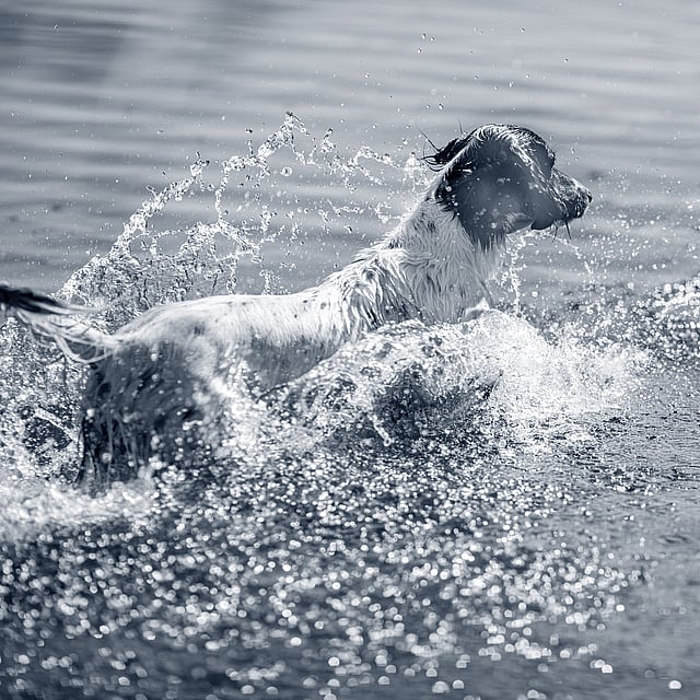Un perro en el agua chapoteando.