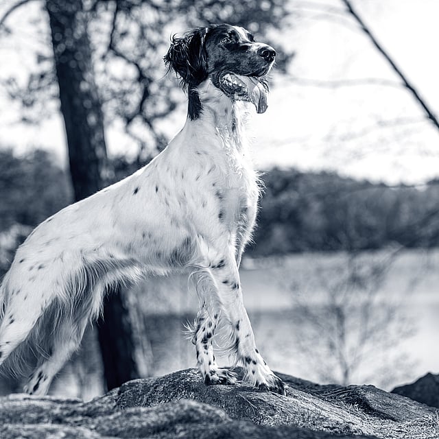 Un perro parado sobre una roca.