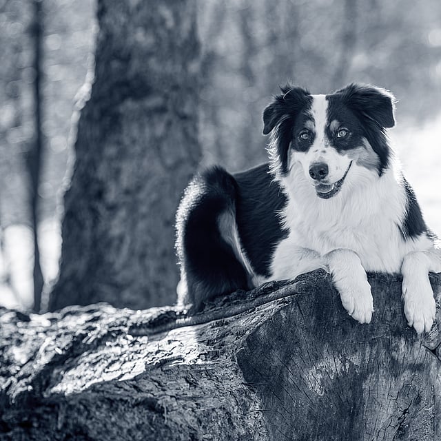 Un perro acostado en el tocón de un árbol.