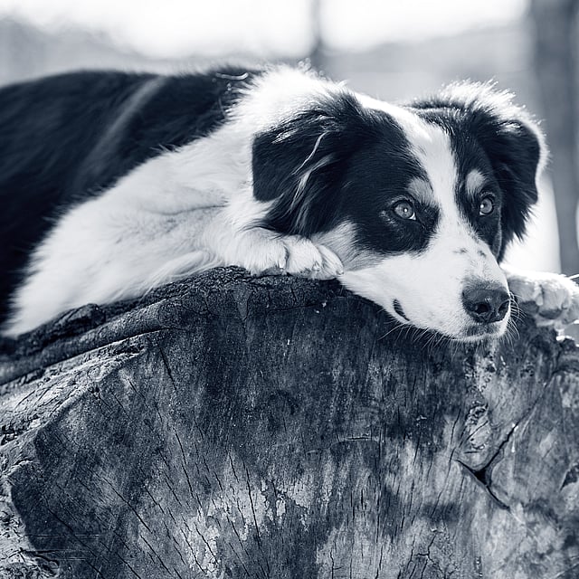 Un perro acostado en el tocón de un árbol.