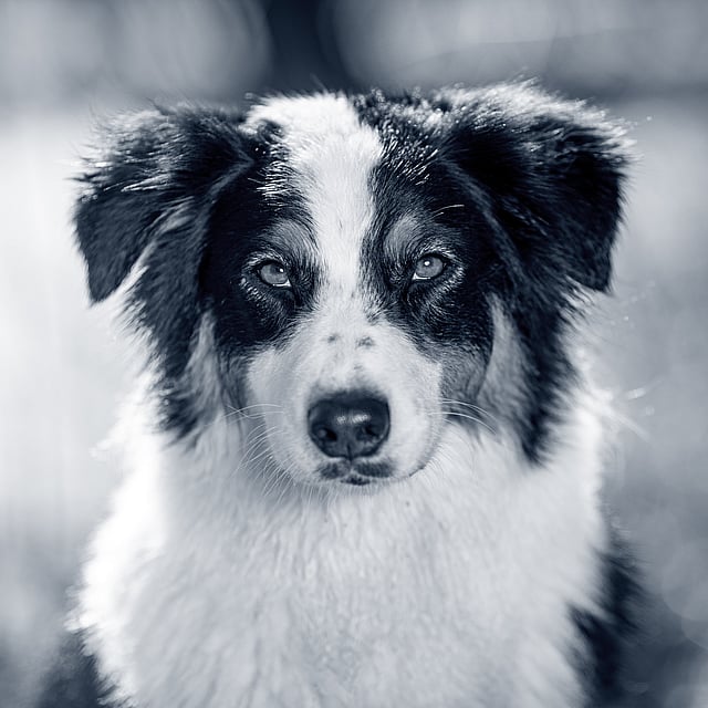Un perro blanco y negro.