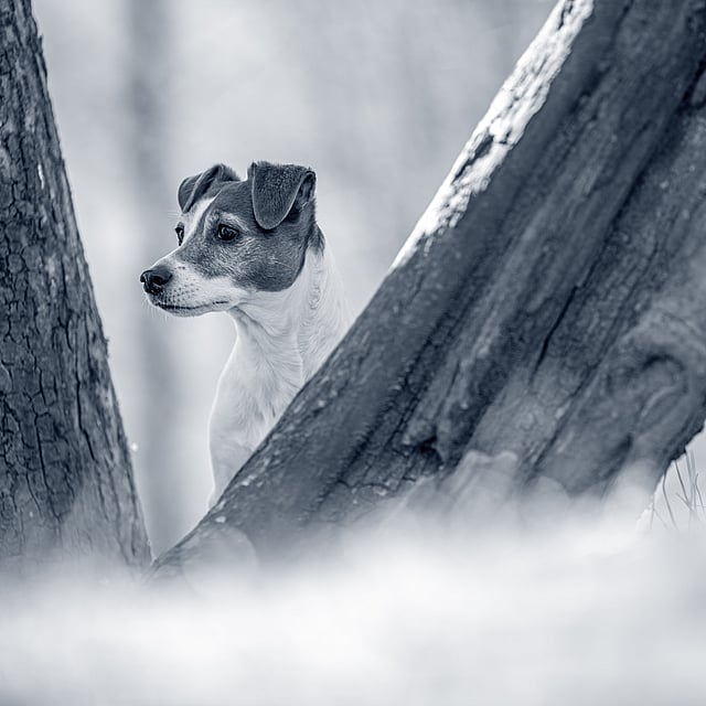 Un perro asomándose a un árbol.