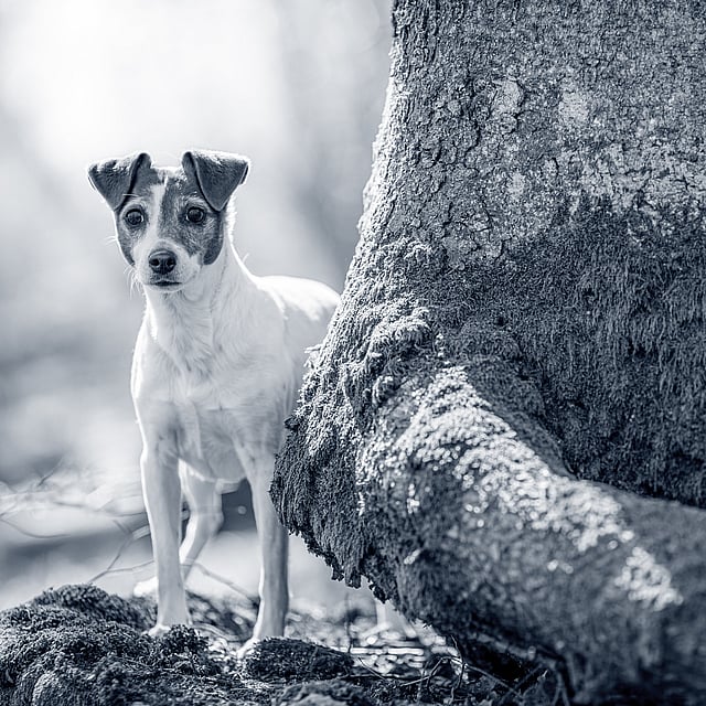 Un perro parado junto a un árbol.