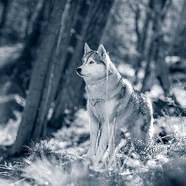 Un perro parado en el bosque.