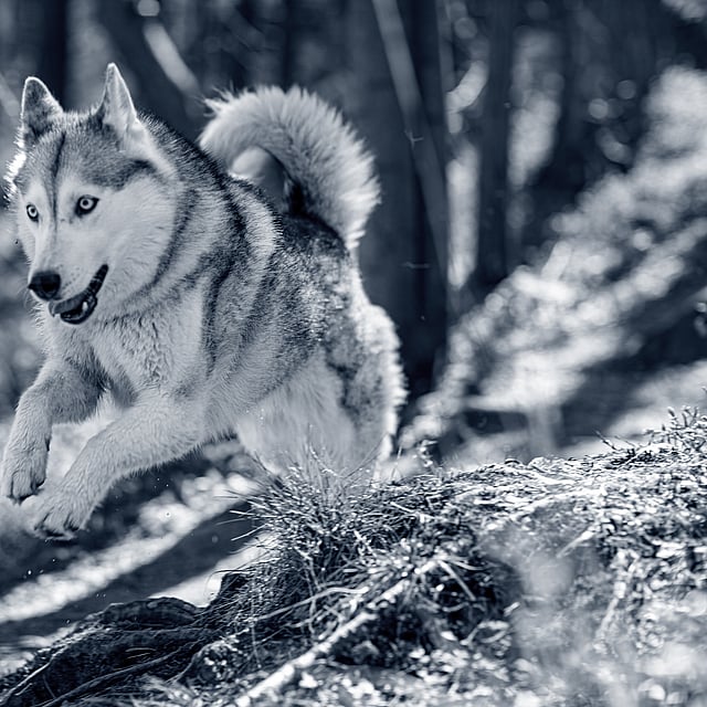 Un perro corriendo por el bosque.