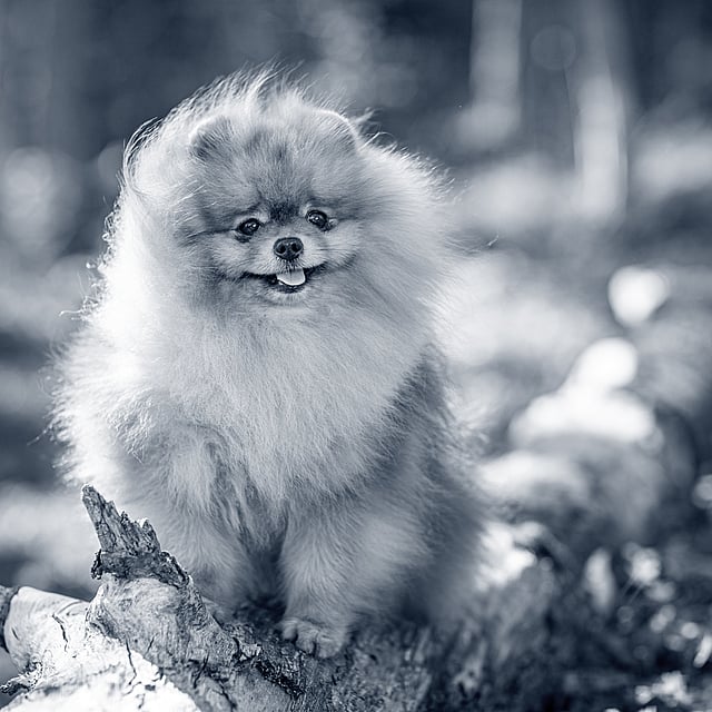 Un perro sentado en un tronco.