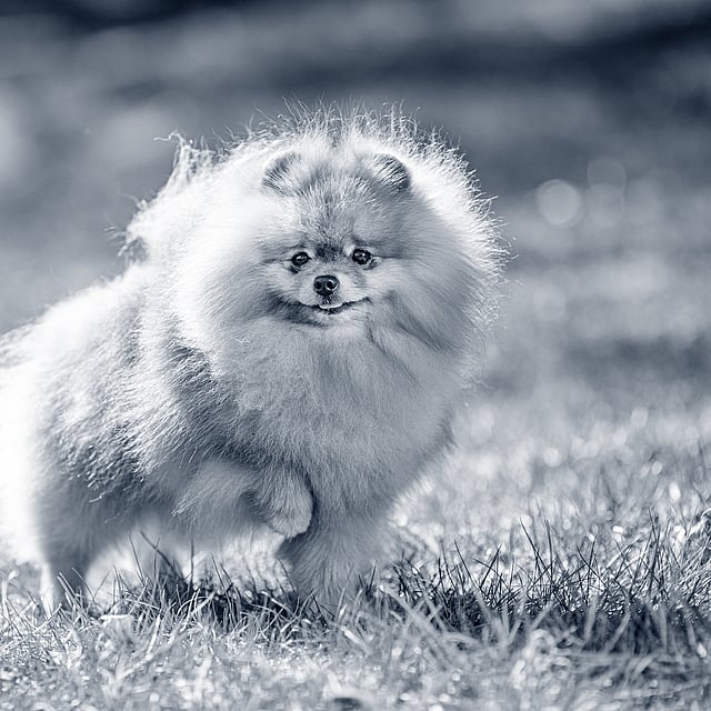 Un perro esponjoso corriendo en la hierba.