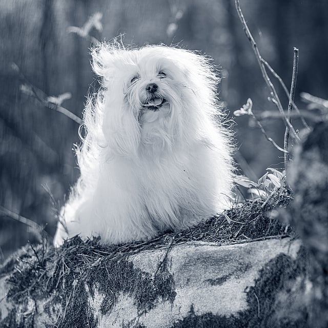 Cotón de Tulear