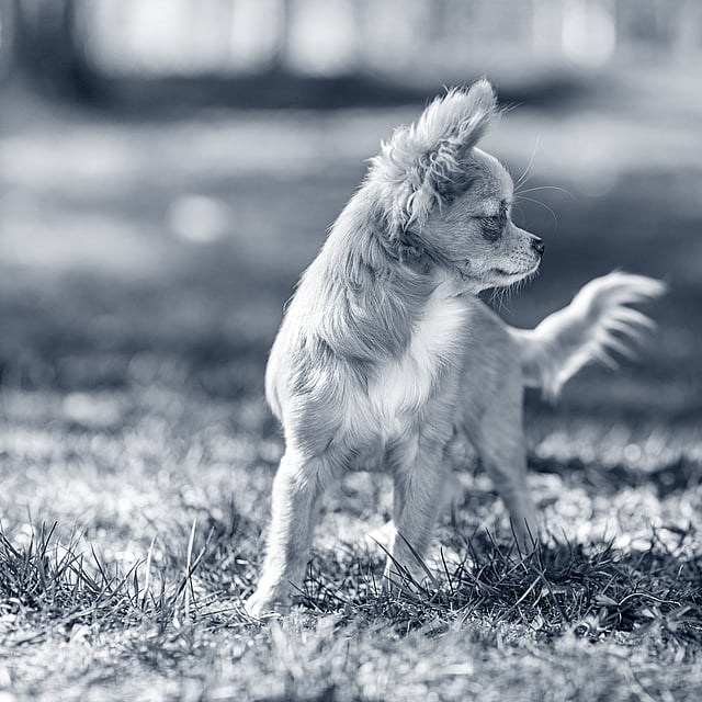 Un perro parado en la hierba.