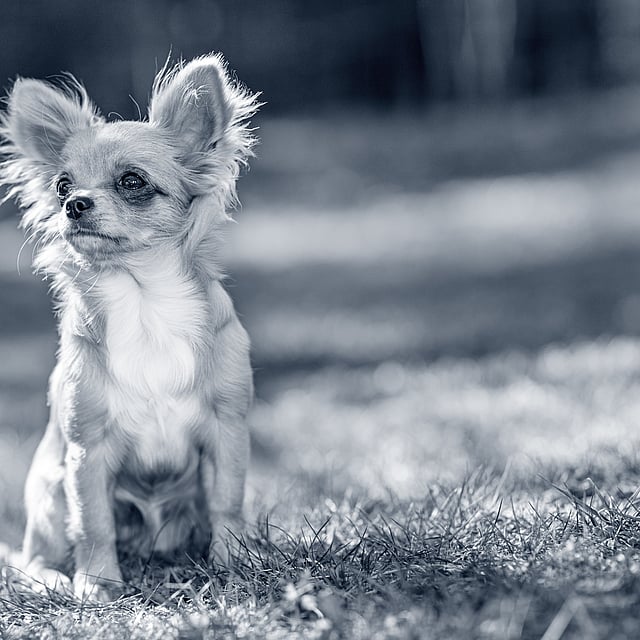Un perro pequeño sentado en la hierba.