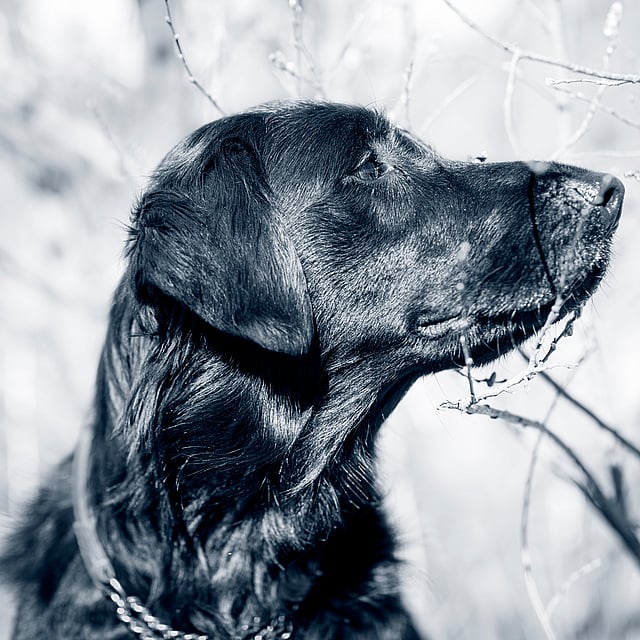 Un perro mirando hacia un árbol.