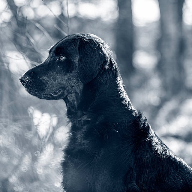 Un perro negro sentado en el bosque.