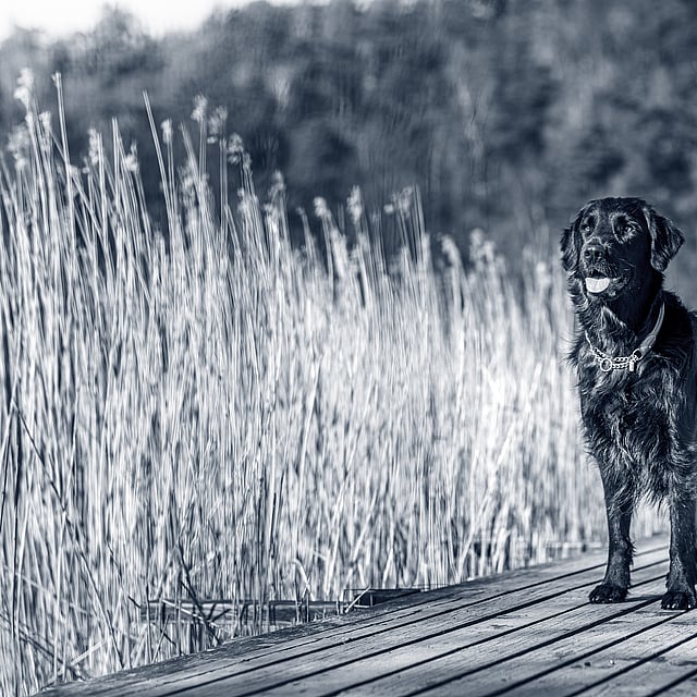 Un perro parado en un muelle de madera.