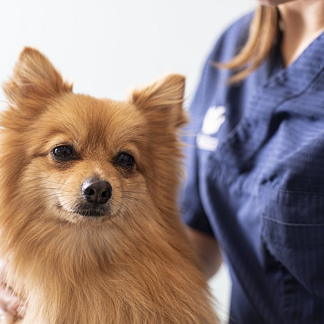 Un perro acariciado por una persona.