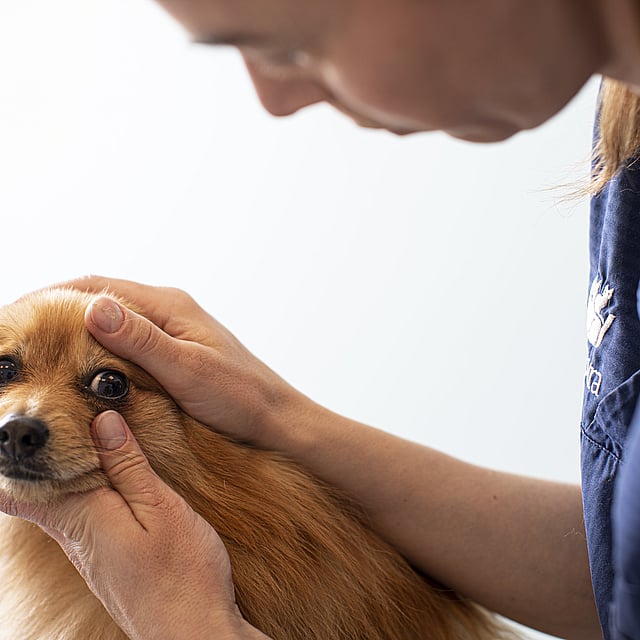 Una persona acariciando a un perro.