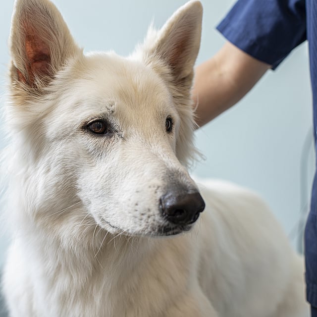 Un perro blanco con nariz y orejas negras.
