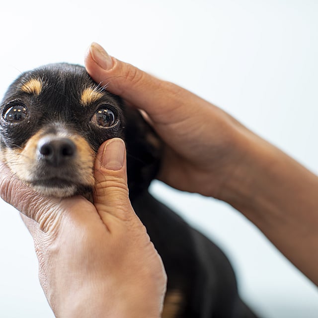 Una persona sosteniendo a un perro.
