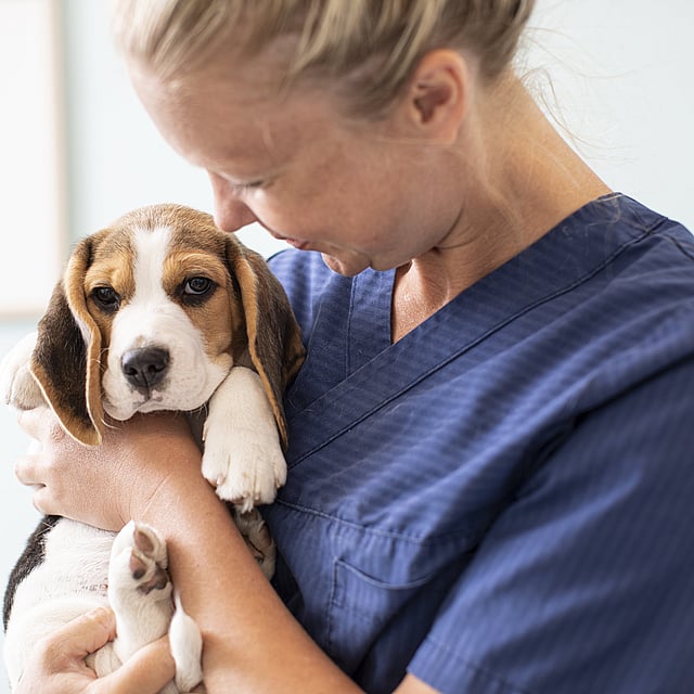 veterinaria sujetando cachorro marrón y blanco