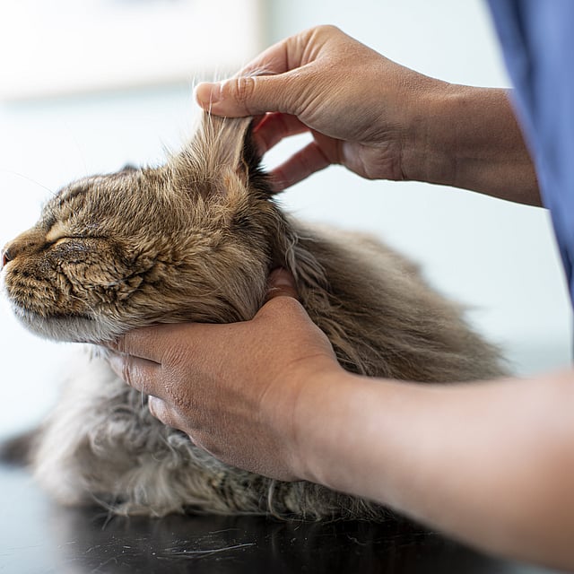Una persona sosteniendo la oreja de un gato.