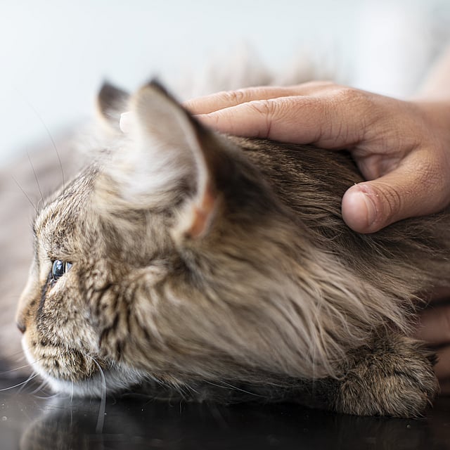 Una mano acariciando a un gato.