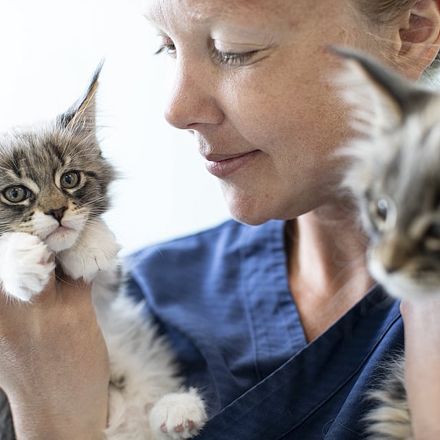 Una persona sosteniendo un gatito.