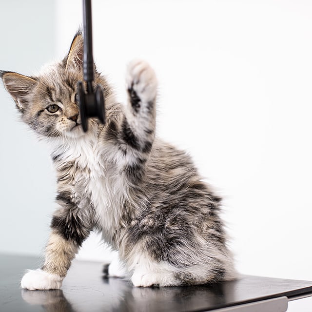 Un gato de pie sobre una mesa.