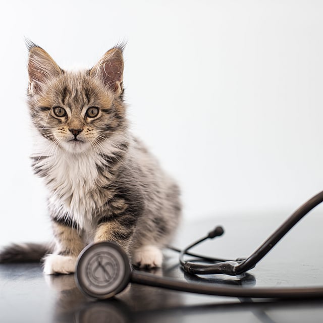 Un gato sentado junto a un estetoscopio.