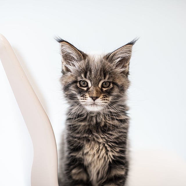 Un gato sentado en una silla.
