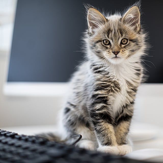 Un gato sentado en un mostrador.
