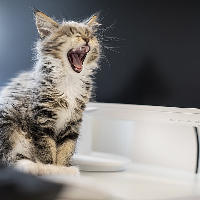 Un gato bostezando en una computadora.