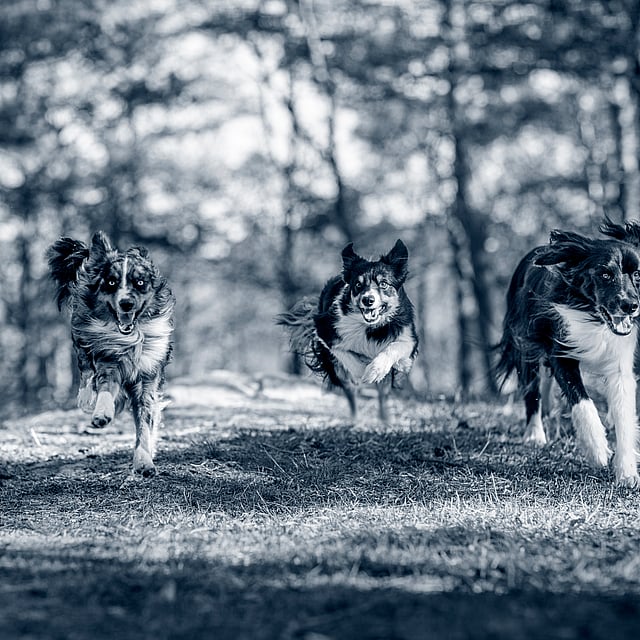Un grupo de perros corriendo por el bosque.