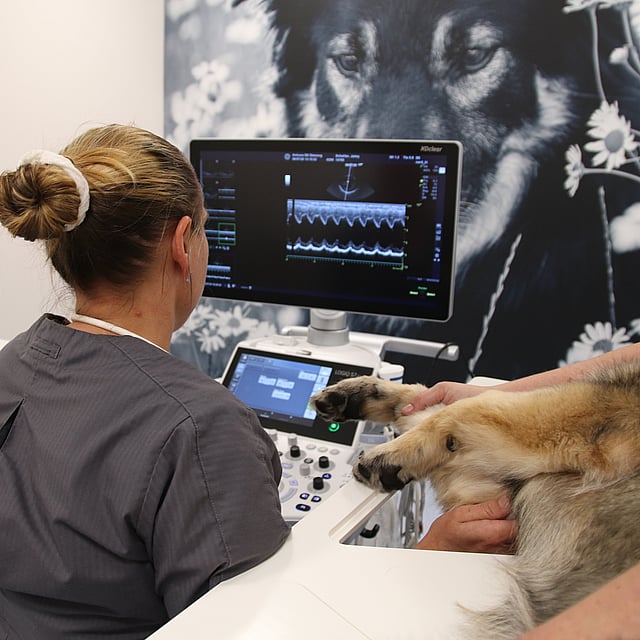 Un perro examinado por un médico.
