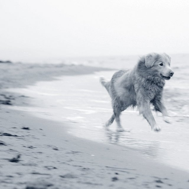 Un perro corriendo en una playa.