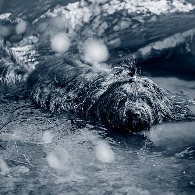Un perro acostado en el agua.
