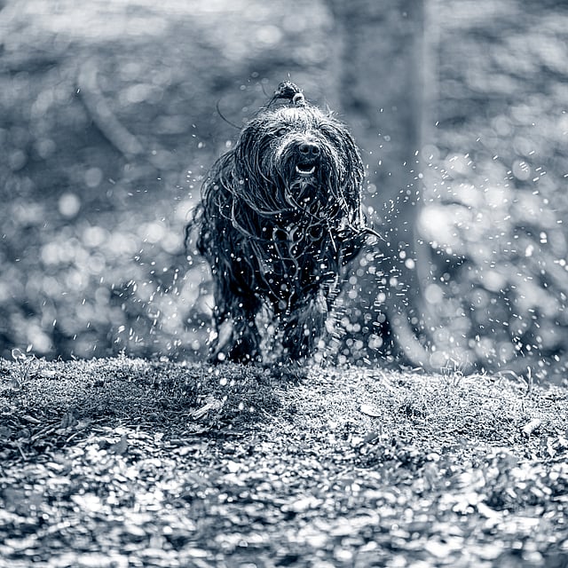 Un perro corriendo en la tierra.