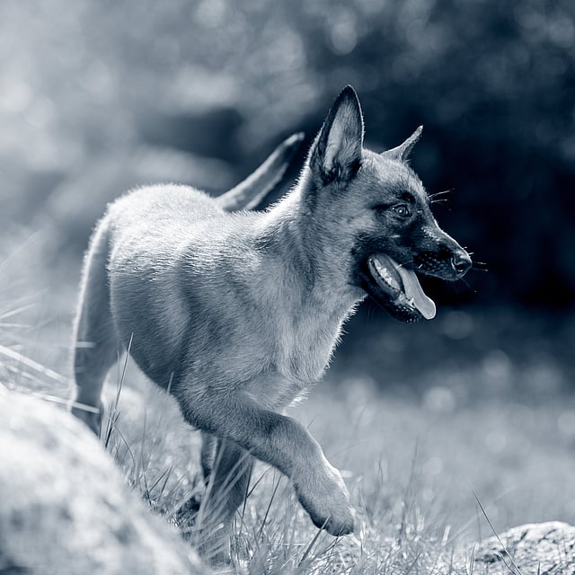 Un perro corriendo en la hierba.