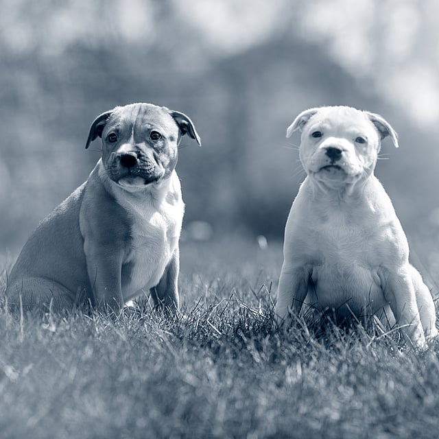 Dos perros sentados en la hierba.