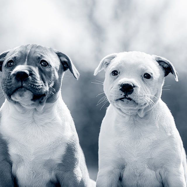 Dos perros sentados uno al lado del otro.